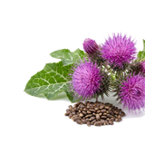 Milk Thistle - 80% Silymarin