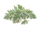 Wormwood - Internal Reset Support